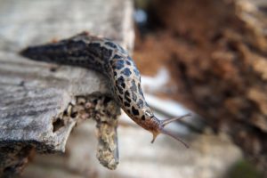 slugs love tender seedlings