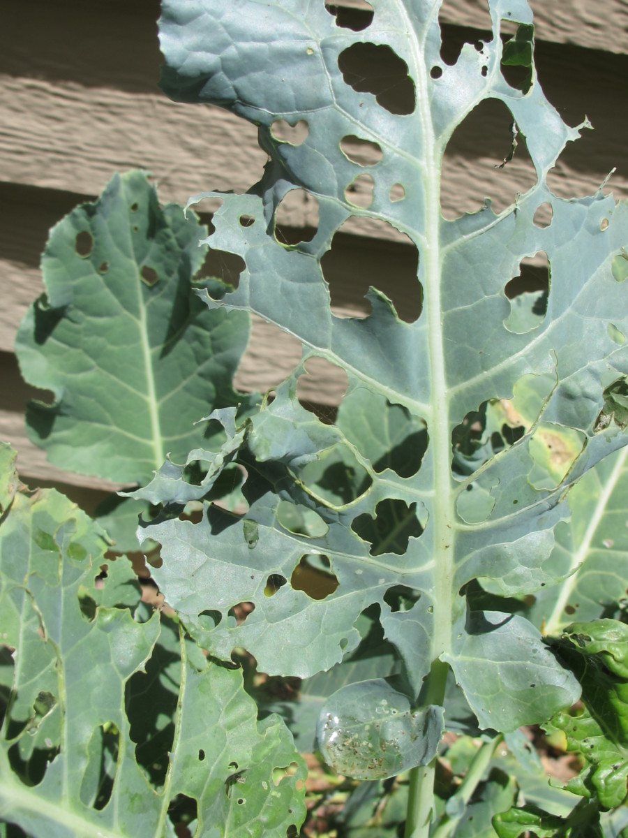 broccoli leaves with holes from caterpillars