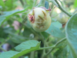 damaged tomato, squirrel