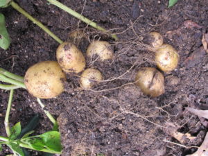 grow potatoes