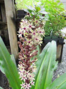 Eucomis Sparkling Burgundy