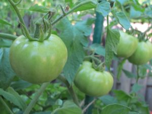 'Rutgers' tomatoes on a staked plant