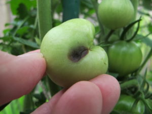 prevent blossom end rot on tomatoes