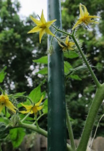 tomato flowers