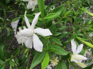 gardenia, The Garden Patch
