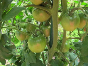 'Black Prince' tomatoes on plant, growing in a pot