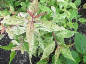 Beautyberry Wine Spritzer, The Garden Patch