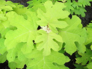 oakleaf hydrangea at The Garden Patch.