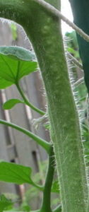 tomato plant with root initials on stem