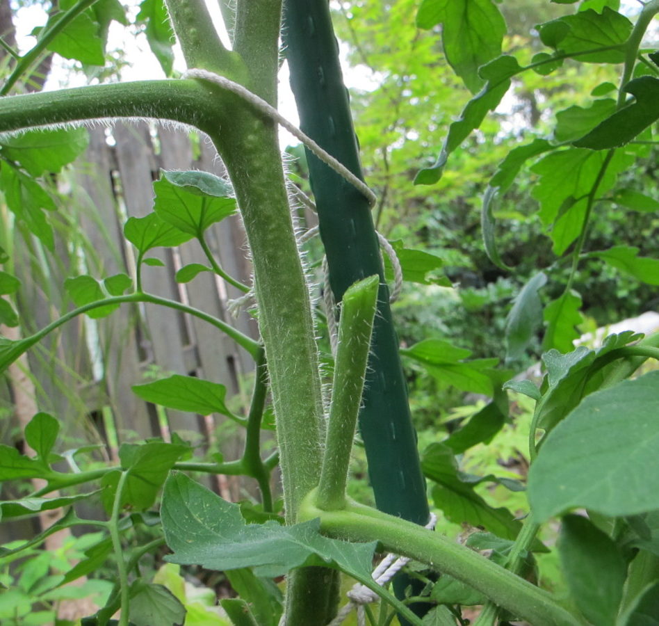 tomato sucker removed