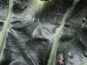 spider mites on Alocasia