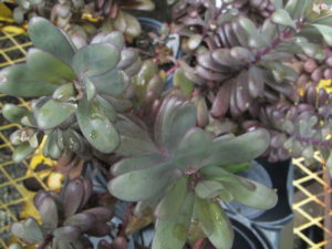 Sedum Desert Red, The Garden Patch