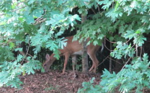 deer on the berm