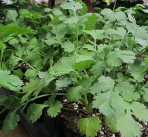 young potted cilantro