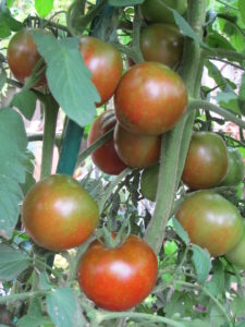 black prince tomato, one of the vegetables in containers