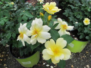 Sunny Knockout Rose, zo 4-9, 3-4'