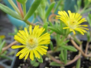 Delosperma Golden Wonder