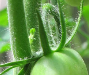tomato plant showing trichomes