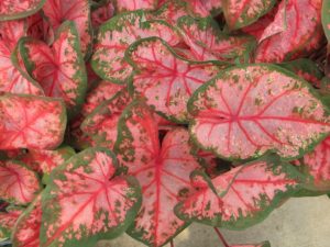 caladium, perfect for a shady porch planter, annuals