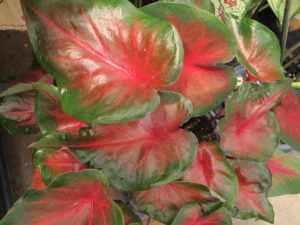 caladiums for shade planter