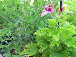 scented geranium