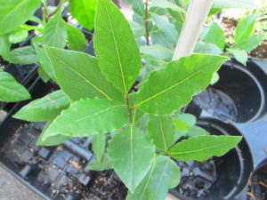 bay laurel