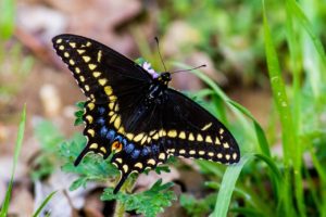 black swallowtail butterfly, butterflies are pollinators