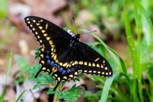 black swallowtail butterfly