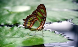 butterfly on lily pad