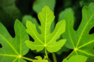 palmate leaf of fig tree