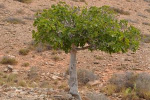 old fig tree