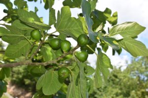 fig tree