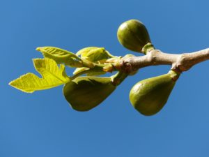 figs on old wood