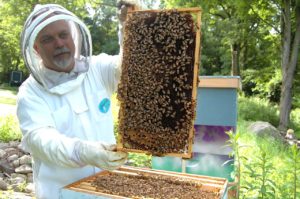 honeycomb, bees--pollinators