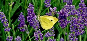 Lavandula and butterfly