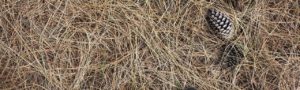 pine straw mulch if crops have no fruits