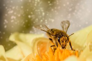 bee, pollen