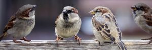 sparrows