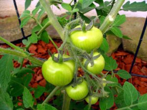 potted tomato