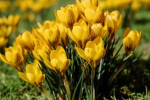spring flowering bulbs, crocus