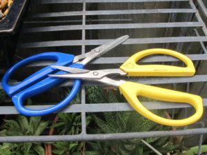 joyce chen scissors for cutting lavender