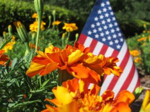 marigolds, easy annuals