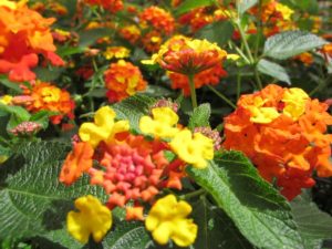 lantana