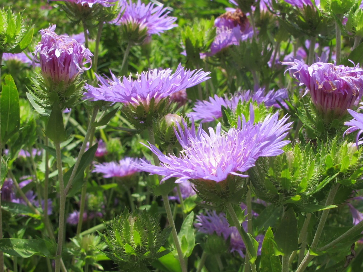 stokesia