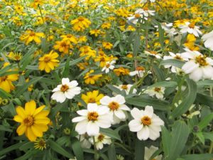 Zinnia angustifolia, annuals