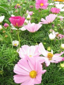 cosmos, easy annuals