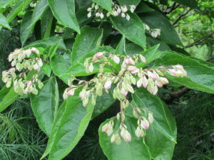 clerodendrum trichotomum at lake lure flowering bridge