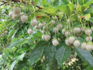 styrax at flowering bridge