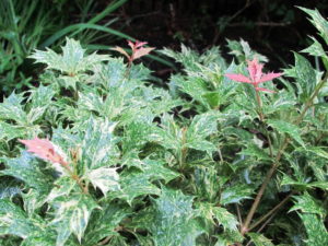 osmanthus hetero. 'Goshiki'