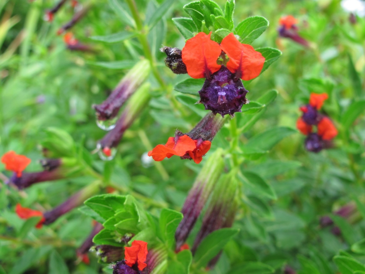 cuphea at flowering bridge